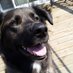 Sam The Mutt (@barkwithsam) Twitter profile photo Sam The Mutt (@barkwithsam) Twitter profile photo