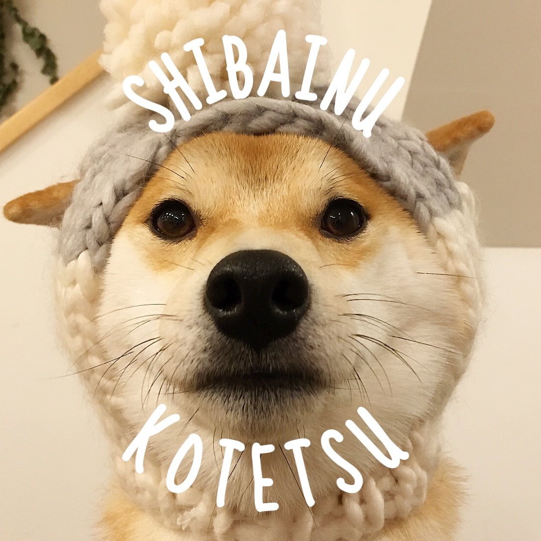 柴犬こてつ君 Shibainukotetsu Twitter