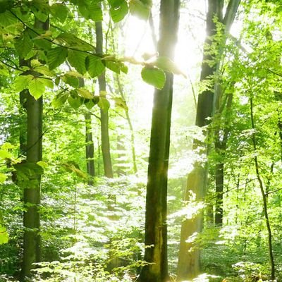 foodbuddhasays's profile picture. I love food, only lacto-vegetarian food. 
                           I love animals, just not on my plate.