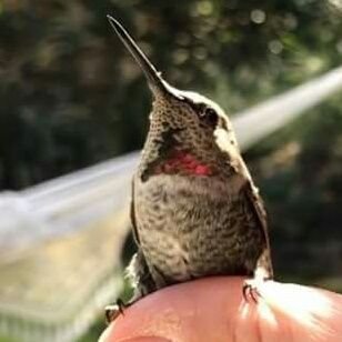 Hummingbird35 Profile Picture