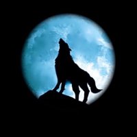 TheWolf (@thewolf422) 's Twitter Profile