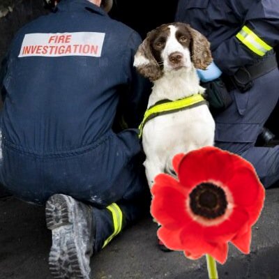 Accredited Providers & trainers of Fire Investigation Dogs. We supply accredited fire dogs to Fire & Rescue Service & Police Forces to assit with investigations