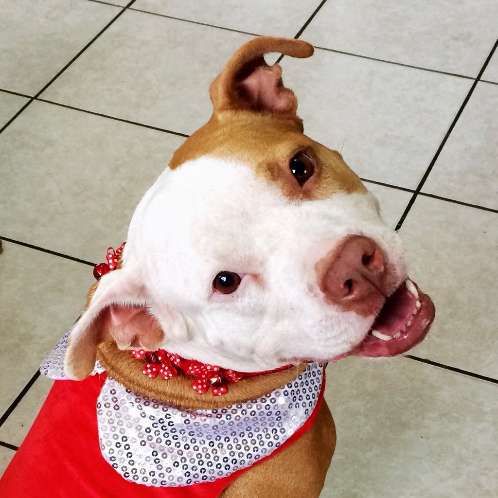 atenasthepit's profile picture. Adopted and Loved Pitbull from Puerto Rico ❤ Rescue don't Shop