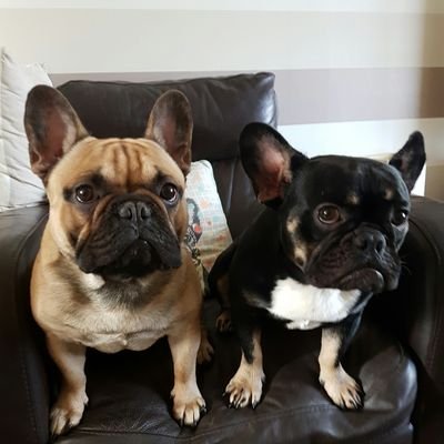 trishmaloo's profile picture. 