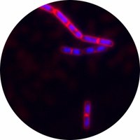 Grossman Lab (@grossman_lab) 's Twitter Profile