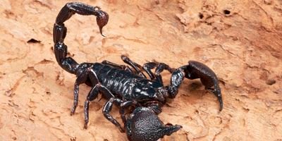 CodaColpi's profile picture. Pungente ma innocuo, incazzato ma ironicamente sorridente.