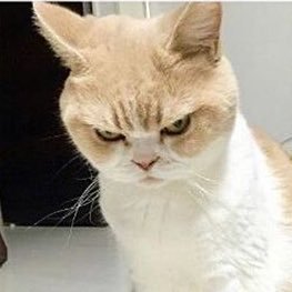 ParcaPincikkk's profile picture. 