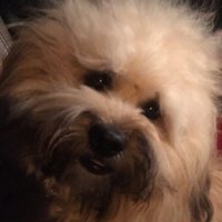 FronT ™ (@frontmanager5) 's Twitter Profile