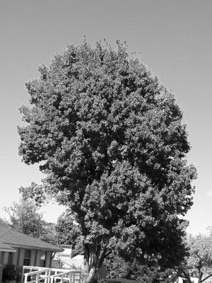 cindyhopp1's profile picture. 