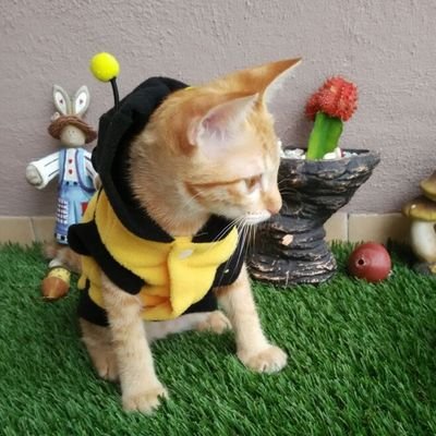 etbtkitty's profile picture. 