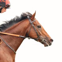 InglewoodStud(@InglewoodStud) 's Twitter Profile Photo