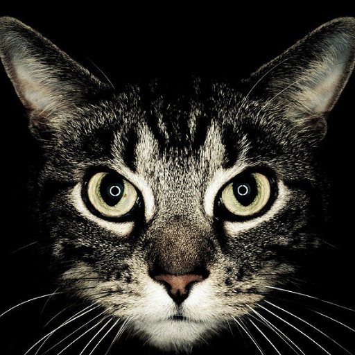 CatLoversMx Profile Picture