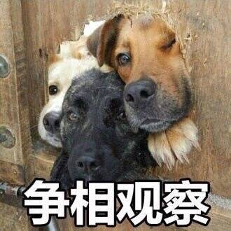 chickencontrolC's profile picture. 