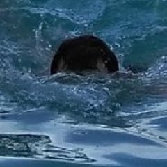 dmi3_PBS's profile picture. 