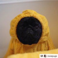 Sembo / センボー (@1000b) 's Twitter Profile