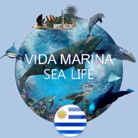 Vida Marina Uruguay(@VidaMarinaUY) 's Twitter Profile Photo