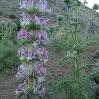 CelalCeladet's profile picture. 