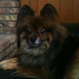 Cocoanator's profile picture. lil punk rock Pomeranian...... Punkeranian
