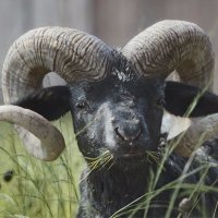 TheConfidentRam (@theconfidentram) 's Twitter Profile Photo TheConfidentRam (@theconfidentram) 's Twitter Profile Photo