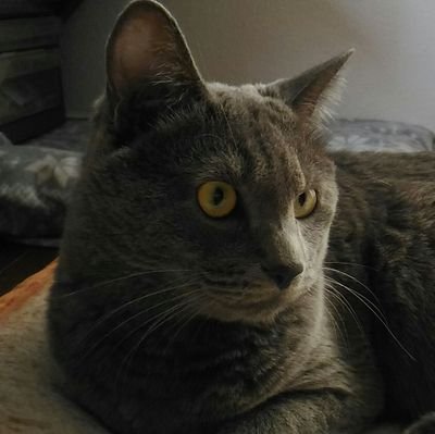 Qoomama_1001's profile picture. 灰色猫クゥ(11歳♂)三毛猫もも(9歳♀)黒猫姉妹さくら＆あんず(8歳)白猫レオ(7歳♂)
キジ白ムギ(8歳♂)麦わら猫つくし(7歳♀)3兄弟かい♂そら♂りく♂(5歳)黒猫よつば(5歳♀)茶白シンバ(5歳♂)麦わら猫なずな(4歳♀)白黒ハル(4歳♂)麦わら猫すず(4歳♀)三毛猫かんな(4歳♀)黒猫ヤマト(2歳♂)