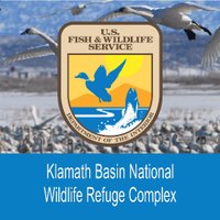 Klamath Basin Refuges(@KlamathRefuge) 's Twitter Profile Photo