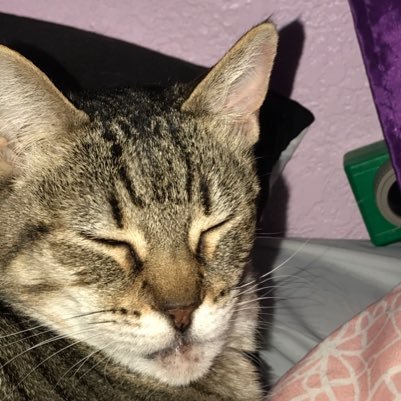 StanSkillings's profile picture. I’m just a cool cat// My grandma rescued me from the streets// Don’t mess with me or you get the claws// I hate dogs and other cats// Give me attention// 😸😸