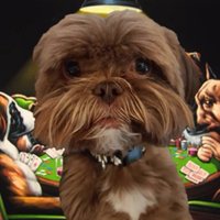 Dog or Pass Podcast(@DogOrPassPod) 's Twitter Profileg