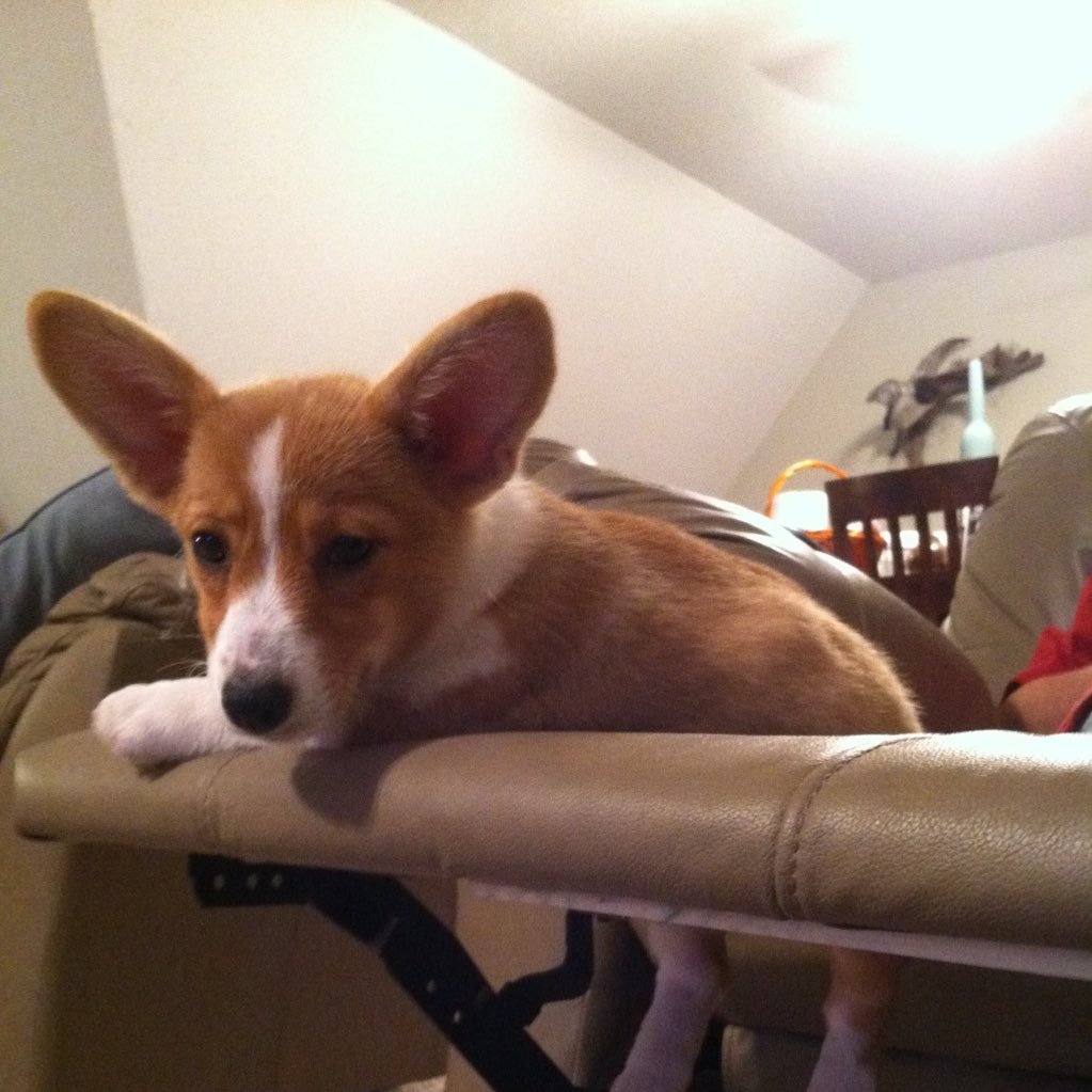 TN_momof1's profile picture. Wife and mother of 1 rockin young lady! I love my family, my 2 corgi pups, music, outdoors and kayaking! Life is good!