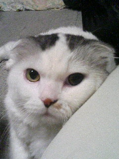 yuyu0614's profile picture. そろそろ山散歩と畑シーズン。

モノスキー（Skwalも）沼案内人。
迂闊に「モノスキー（Skwal）乗ってみたい」とか呟くと現れます♪

番所ヶ原＆ブランシュたかやま、木曽福島&御嶽スキー場、さんぞくっくな乗鞍。
（エコーバレー復活求む）

アルペンボード,モノスキー,Skwal,スキー,和装滑走。