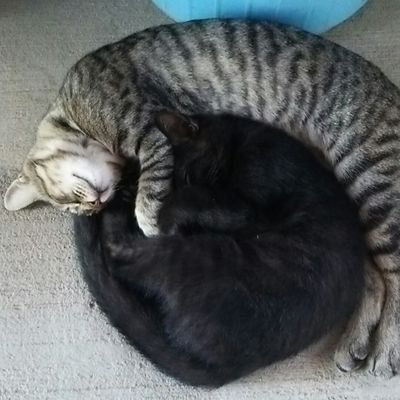 jagdpanzer844's profile picture. 