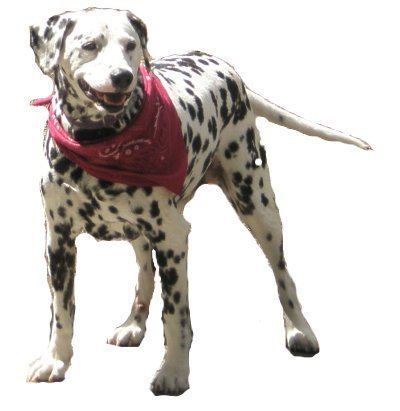 A network of individuals dedicated to helping Dalmatians in need throughout the Pacific Northwest.