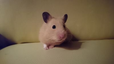 MiRYV2ylFMpsSzD's profile picture. 種族＊ハムスター
＊読書好き＊カラオケ好き＊歌好き＊映画鑑賞好き＊食べるの好き＊自然好き＊動物好き