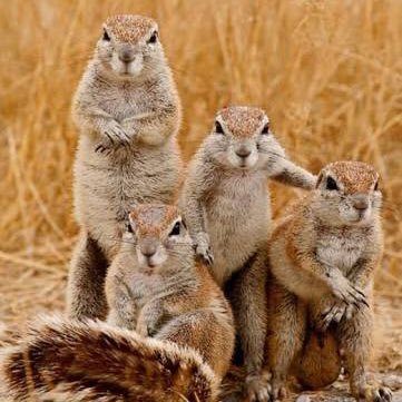 phage-monkey Profile