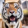LSUfamily1's profile picture. Huge Crypto fan and I always follow back.                                  @Cryptokeeper1 on Telegram.