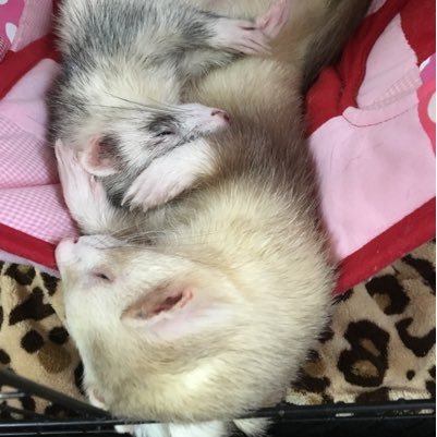 waruhito18's profile picture. ow2
オーバーウォッチ2
FF14
フェレット2匹
雑用係