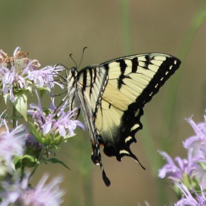 Ecologist, gardener, native bee and plant enthusiast