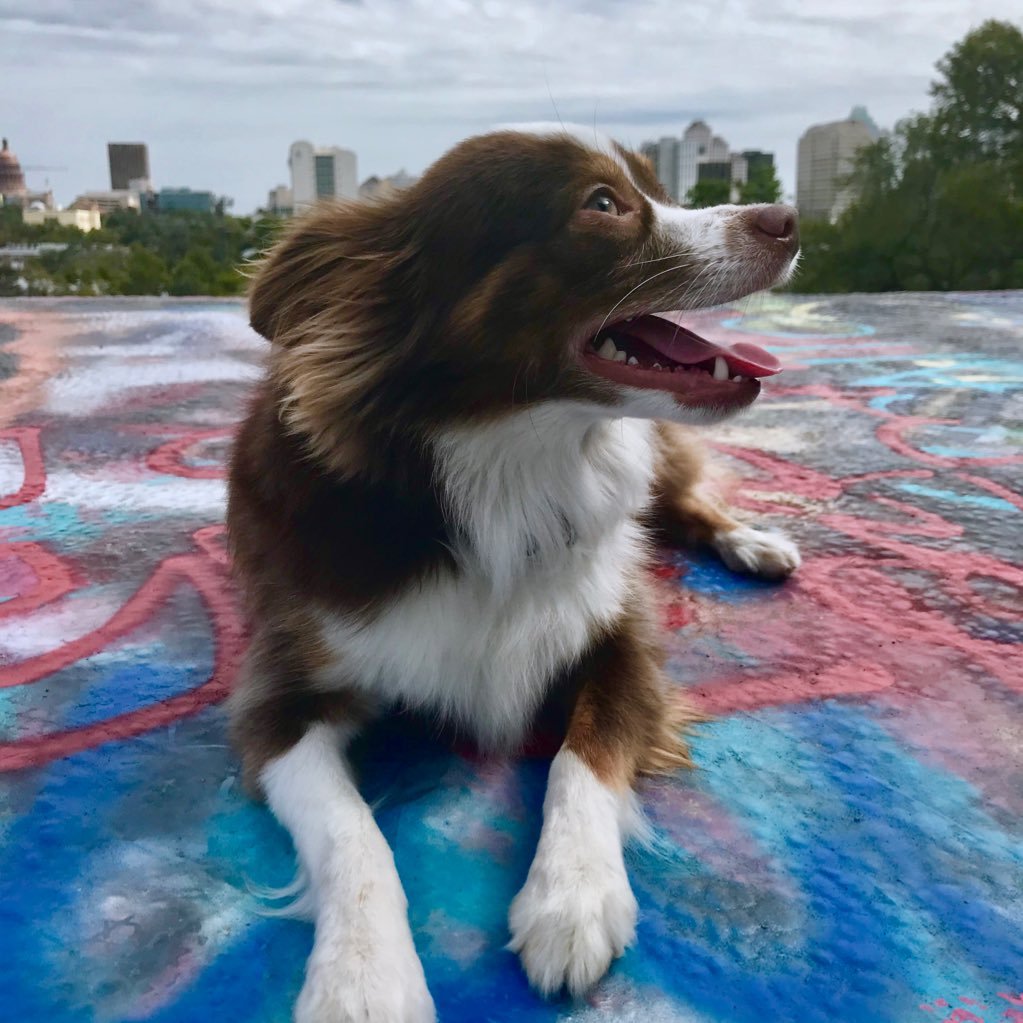 ronnierivs's profile picture. Random, nonsensical, words.🐉🐲