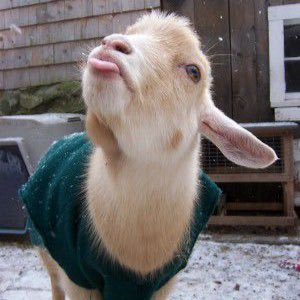 just cute goats bein' cute 🌸