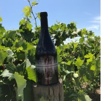 Silent Noise (@silentnoisewine) 's Twitter Profile