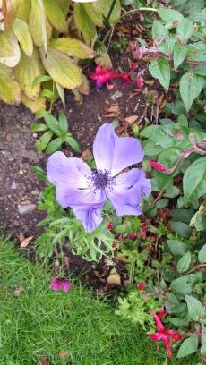 WoodlandPremon1's profile picture. did, dome