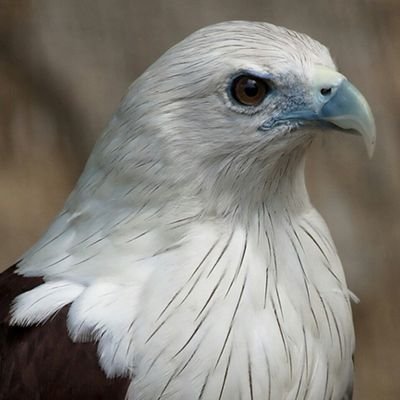 modafaqksa's profile picture. ‏‏‏الحمد لله رب العالمين