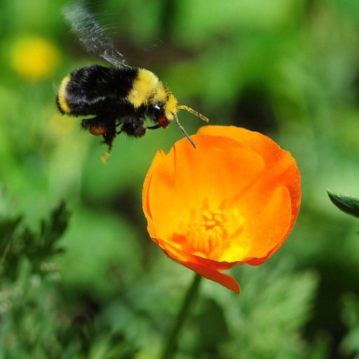 Pollinator and Pollination Biology