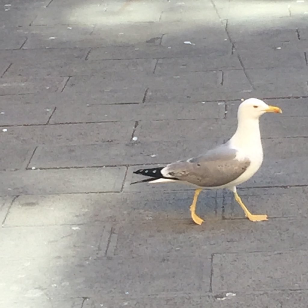 tsunacantoken's profile picture. ゲームとLive配信視聴しながら日々仕事の糧に生活。無言フォローOK/k村民
fgo民