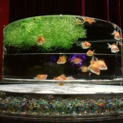 unagimint1's profile picture. ウナギミント

In  Japan, Tokyo now…
  Apr. 2020