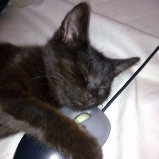 6eye__'s profile picture. Twitch Streamer. Cat lover. Fibromyalgia And The Suicide Disease Sufferer. My cat blue is my world. https://t.co/dAVylHlbVB