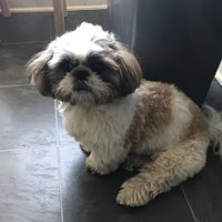 Shihtzu Lenna (@shihtzuuuu) 's Twitter Profile