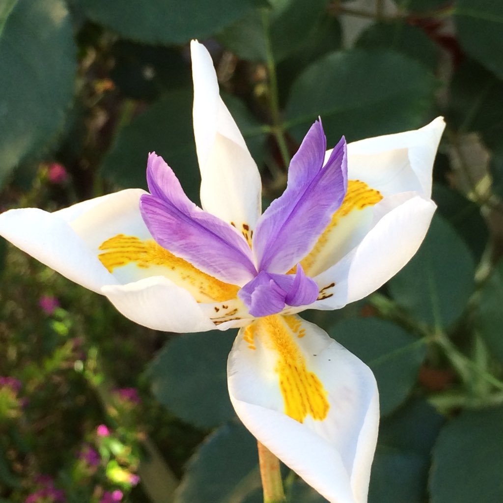 RubysRadio's profile picture. Wife, Mum, Daughter, Sister, Christian, I read, write, garden, take photos and think deeply about the privilege of creating a home and celebrating my family.