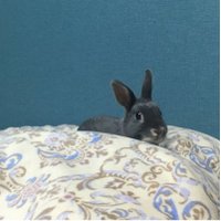 。 (@saraasaaa_) 's Twitter Profile