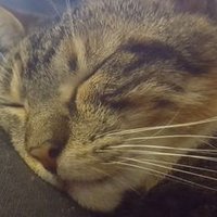 Dan (@danezzab) 's Twitter Profile