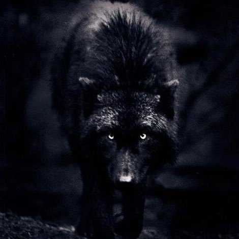 wolffreewolf's profile picture. Hello welcome